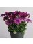 Thebestonline Osteospermum Sürpriz Renk Bodrum Papatyası 2