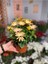 Thebestonline Osteospermum Sürpriz Renk Bodrum Papatyası 3
