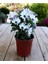 Thebestonline Osteospermum Sürpriz Renk Bodrum Papatyası 4
