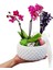 Boncuk Saksıda Mini Mor Orkide ve Lavanta Hediye Çiçek Iç Mekan Bitkileri Salon Cicegi 20-25 cm 1
