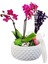 Boncuk Saksıda Mini Mor Orkide ve Lavanta Hediye Çiçek Iç Mekan Bitkileri Salon Cicegi 20-25 cm 2