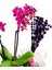 Boncuk Saksıda Mini Mor Orkide ve Lavanta Hediye Çiçek Iç Mekan Bitkileri Salon Cicegi 20-25 cm 3