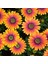 Thebestonline Osteospermum Sürpriz Renk Bodrum Papatyası Seti, 3 Adet 5