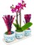Bodrum Serisi Mini Mor Orkide ve Kurutulmuş Pembe Mor Lavanta 3'lü Trio Set & 20-25 cm 2