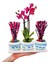 Bodrum Serisi Mini Mor Orkide ve Kurutulmuş Pembe Mor Lavanta 3'lü Trio Set & 20-25 cm 3
