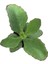 Kalanchoe Synsepala (Sukulent) 2