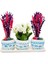 Bodrum Serisi Kalanchoe ve Pembe Mor Lavanta 3'lü Trio Set & 15-20 cm Iç Mekan Bitkileri 1