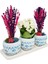 Bodrum Serisi Kalanchoe ve Pembe Mor Lavanta 3'lü Trio Set & 15-20 cm Iç Mekan Bitkileri 2