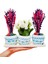 Bodrum Serisi Kalanchoe ve Pembe Mor Lavanta 3'lü Trio Set & 15-20 cm Iç Mekan Bitkileri 3