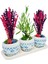 Bodrum Serisi Canlı Lavanta ve Kurutulmuş Lavanta 3'lü Trio Set 1