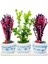 Bodrum Serisi Buxus Bonsai ve Kurutulmuş Pembe Mor Lavanta 3'lü Trio Set 1