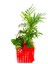 Kalanchoe ve Mini Palmiye Blooming Dizayn & 3'lü Canlı Iç Mekan Bitki Tasarımı 15-20 cm 1