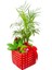 Kalanchoe ve Mini Palmiye Blooming Dizayn & 3'lü Canlı Iç Mekan Bitki Tasarımı 15-20 cm 2