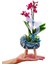 Mavi Beşik Beton Saksıda Mini Mor Orkide & Phalaenopsis Erkek Bebek Hediyesi 1