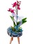 Mavi Beşik Beton Saksıda Mini Mor Orkide & Phalaenopsis Erkek Bebek Hediyesi 2