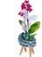 Mavi Beşik Beton Saksıda Mini Mor Orkide & Phalaenopsis Erkek Bebek Hediyesi 3