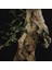 Zeytin Bonsai - Olea Europaea Sylvestris NO.618 5