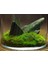 Kaya Yosunu Moss 1000 Cm² - Teraryum Zemini Canlı Yosun 2