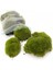 Kaya Yosunu Moss 1000 Cm² - Teraryum Zemini Canlı Yosun 4