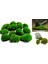 Kaya Yosunu Moss 500 Cm² - Teraryum Zemini Canlı Yosun 1