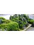 Kaya Yosunu Moss 500 Cm² - Teraryum Zemini Canlı Yosun 5