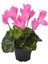 Pembe Siklamen Çiçeği 1