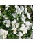 Hercai Menekşe Beyaz 45 Adet - Mevsimlik Çiçek 4