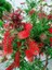 Fırça Çalısı Callistemon 3 Adet 20 - 30 cm 2