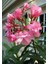 Zakkum Çiçeği 3 Adet - Nerium Oleander Dış Mekan Çiçeği 2