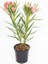 Zakkum Çiçeği 3 Adet - Nerium Oleander Dış Mekan Çiçeği 4