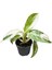 Philodendron 'Jose Buono' 1