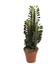 Euphorbia Trigona 'Rubra' (Süt Ağacı) 1