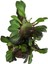 Euphorbia Trigona 'Rubra' (Süt Ağacı) 2