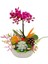 1 Dal Mini Mor Orkide ve Sukulent Capricious Phalaenopsis 20-25 cm & Doğum Günü Hediyesi 1