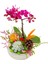 1 Dal Mini Mor Orkide ve Sukulent Capricious Phalaenopsis 20-25 cm & Doğum Günü Hediyesi 2