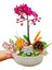 1 Dal Mini Mor Orkide ve Sukulent Capricious Phalaenopsis 20-25 cm & Doğum Günü Hediyesi 3