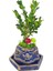 Bonsai Buxus Angel Mavi Beton Saksıda & Bonsai Ağacı Ic Mekan Bitkileri Canlı Çiçek Hediye 1