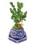 Bonsai Buxus Angel Mavi Beton Saksıda & Bonsai Ağacı Ic Mekan Bitkileri Canlı Çiçek Hediye 2