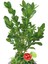 Bonsai Buxus Angel Mavi Beton Saksıda & Bonsai Ağacı Ic Mekan Bitkileri Canlı Çiçek Hediye 3