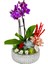 Orkide Mini Great Phalaenopsis Sukulent Tasarım &tasarım Çiçek&dekoratif Çiçek&ithal Orkide 20-25 cm 1