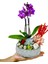 Orkide Mini Great Phalaenopsis Sukulent Tasarım &tasarım Çiçek&dekoratif Çiçek&ithal Orkide 20-25 cm 2