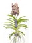 Vanda Sunanda 'Ocelot Mocha' (Vanda Orkide) 1