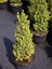 Ithal Konik Ladin 30-40 cm Picea Glauca Conica Tüplü 1
