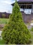 Ithal Konik Ladin 30-40 cm Picea Glauca Conica Tüplü 2