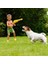 Öten Tavuk Köpek Oyuncağı Orta Boy 4