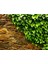 Hedera Helix Orman Sarmaşığı 50 100 Cm 3 Adet 1