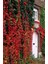 Amerikan Sarmaşığı (Parthenocissus Quinquefolia) 2