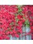 Amerikan Sarmaşığı (Parthenocissus Quinquefolia) 3