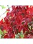 Amerikan Sarmaşığı (Parthenocissus Quinquefolia) 4