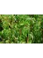 Amerikan Sarmaşığı (Parthenocissus Quinquefolia) 5